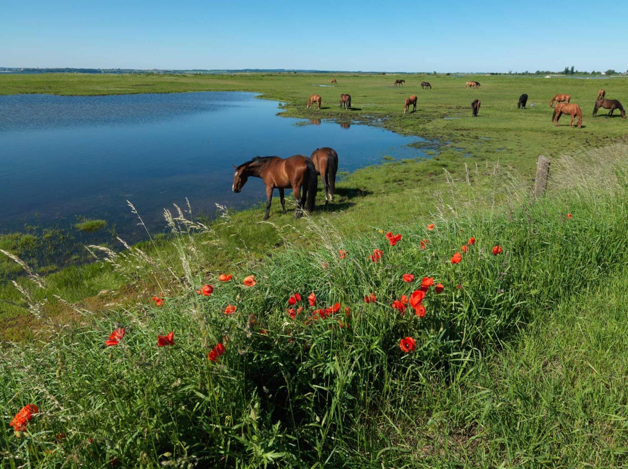 Daenische Ferienhaeuser Am Salzhaff Haus Kaept'N Nemo Insel Poel Esterno foto